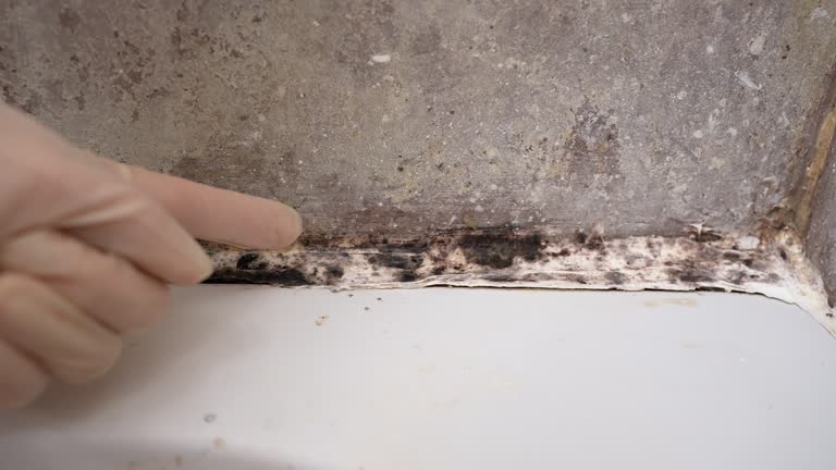 Best Crawl Space Mold Remediation  in Mount Carmel, PA